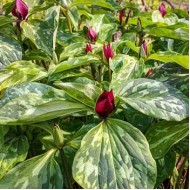 Триллиум Trillium Recurvatum